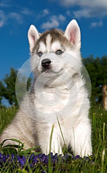 Siberian husky dog puppy