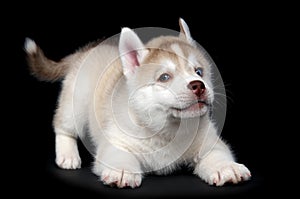 Siberian husky dog puppy