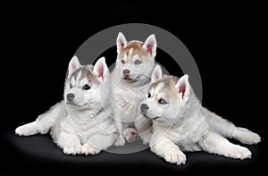 Siberian husky dog puppy