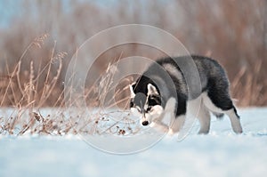 Siberian husky dog puppy black and white jumps in the snow meadow photo