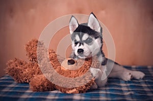 Siberian husky dog puppy black and white with a teddy-bear photo