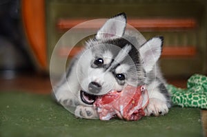 Siberian husky dog puppy eating meat bone