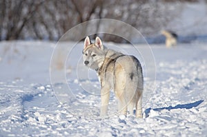 Siberian husky dog puppy gray and white in winter looking back photo