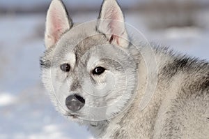 Siberian husky dog puppy gray and white in winter looking back portrait