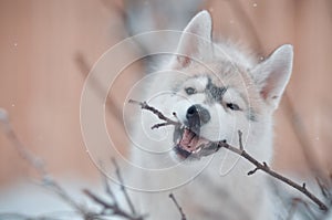 Siberian husky dog puppy grey and white winter chewing a tree branch