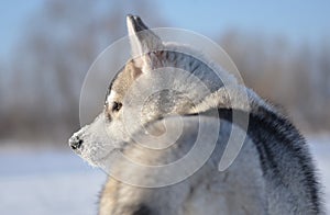 Siberian husky dog puppy snowy muzzle profile photo