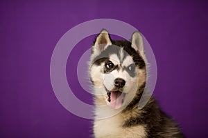 Siberian Husky dog on purple