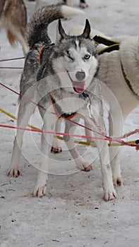 Winking husky sled dog in the snow near Orsa in Sweden photo