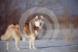 Siberian husky dog red and white full size in the snow meadow field photo