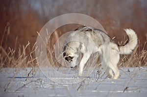 Siberian husky dog red and white hunting a mouse in the snow meadow field photo