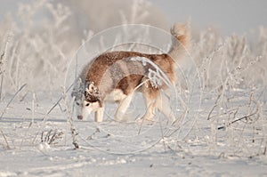 Siberian husky dog red and white sneezing a trap portrait in the snow meadow