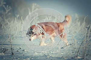 Siberian husky dog red and white on a trap portrait in the snow meadow