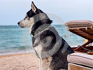 Siberian husky dog resting on the beach by the sea