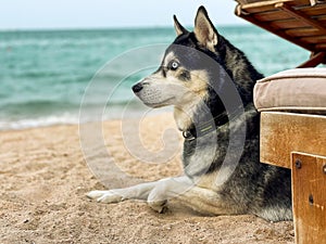 Siberian husky dog resting on the beach by the sea