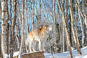 Siberian Husky dog resting in the shelter with snow around Mar 2018.