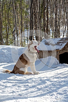 Siberian Husky dog resting in the shelter with snow around Mar 2018.