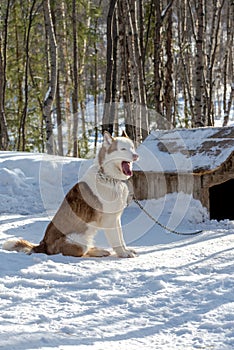 Siberian Husky dog resting in the shelter with snow around Mar 2018.