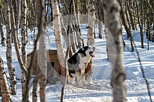 Siberian Husky dog resting in the shelter with snow around Mar 2018.