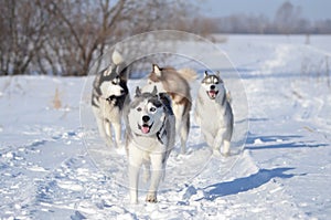 Siberian husky dog running into the camera from three others photo