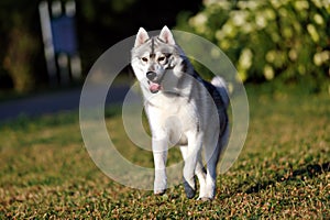 Siberian husky dog running in summer