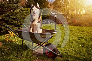 Siberian husky dog sits in garden cart in the garden and smiles with his tongue sticking out.