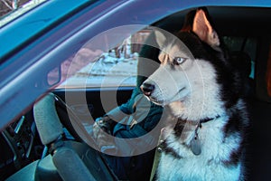 Adorable siberian husky dog sitting on driver seat. Winter trip to the car with black white pet with blue eyes. Driving With Dog.