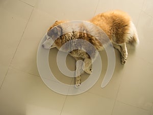 Siberian Husky Dog Sleeping Peacefully
