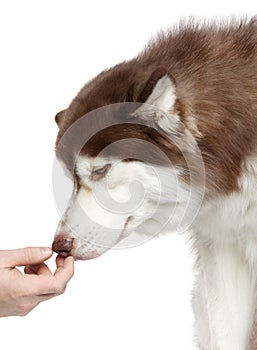 Siberian Husky dog sniffs the hand