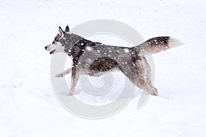 Siberian husky dog in snowstorm