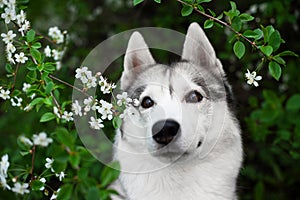 Siberian husky dog with spring flowers