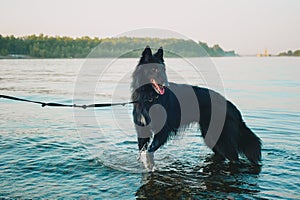 Siberian husky dog staying near mountain river. The dog is swimming in lake.