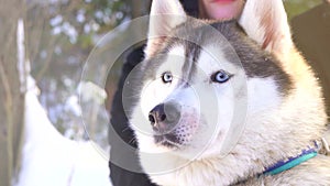 Siberian husky dog on a sunny winter day