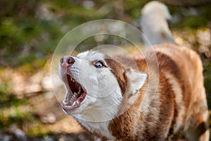 Siberian Husky dog surprised barking on forest grass, barking Husky dog portrait