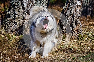 Siberian Husky dog surprised barking on forest grass, barking Husky dog portrait