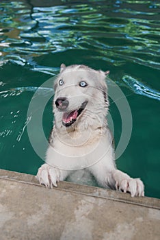 Siberian husky dog in the swimming pool