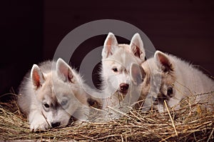 Siberian husky dog three puppies studio portrait in a hay