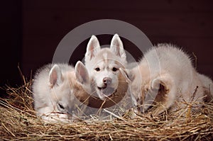 Siberian husky dog three puppies studio portrait in a hay photo