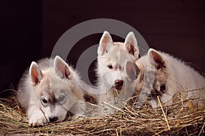 Siberian husky dog three puppies studio portrait in a hay photo