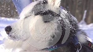 Siberian husky dog under snowfall close-up