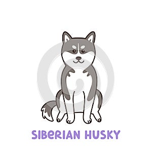 Siberian husky dog. Vector image