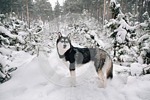 Siberian Husky dog walking in snowy winter pine forest