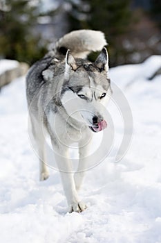 Siberian Husky dog walking, winter forest