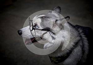 Siberian Husky dog wearing glasses.