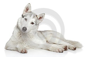 Siberian Husky dog on white background