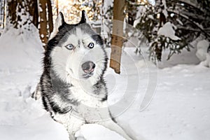 Siberian Husky dog in winer sunny forest. Cute funny sly suspicious expression on the muzzle.