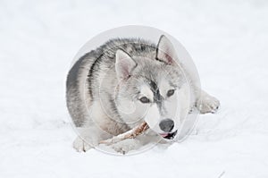 Siberian husky dog at winter