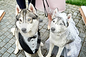 Siberian husky dogs couple with heterochromia, copy space. Bride and groom. Wedding concept