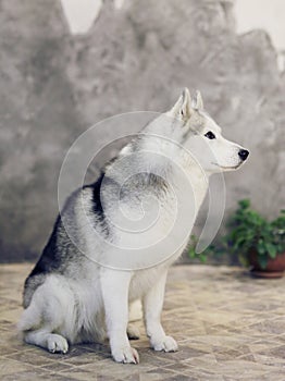 Siberian husky dogs of gray and white colors on a gray background