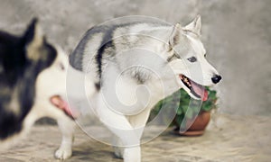 Siberian husky dogs of gray and white colors on a gray background