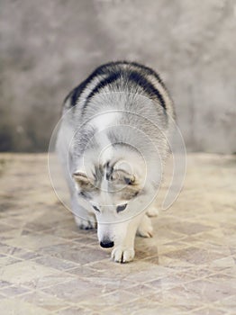 Siberian husky dogs of gray and white colors on a gray background